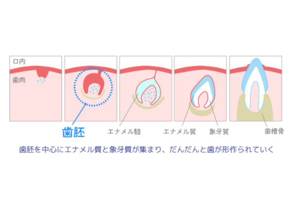トレジェムバイオファーマ